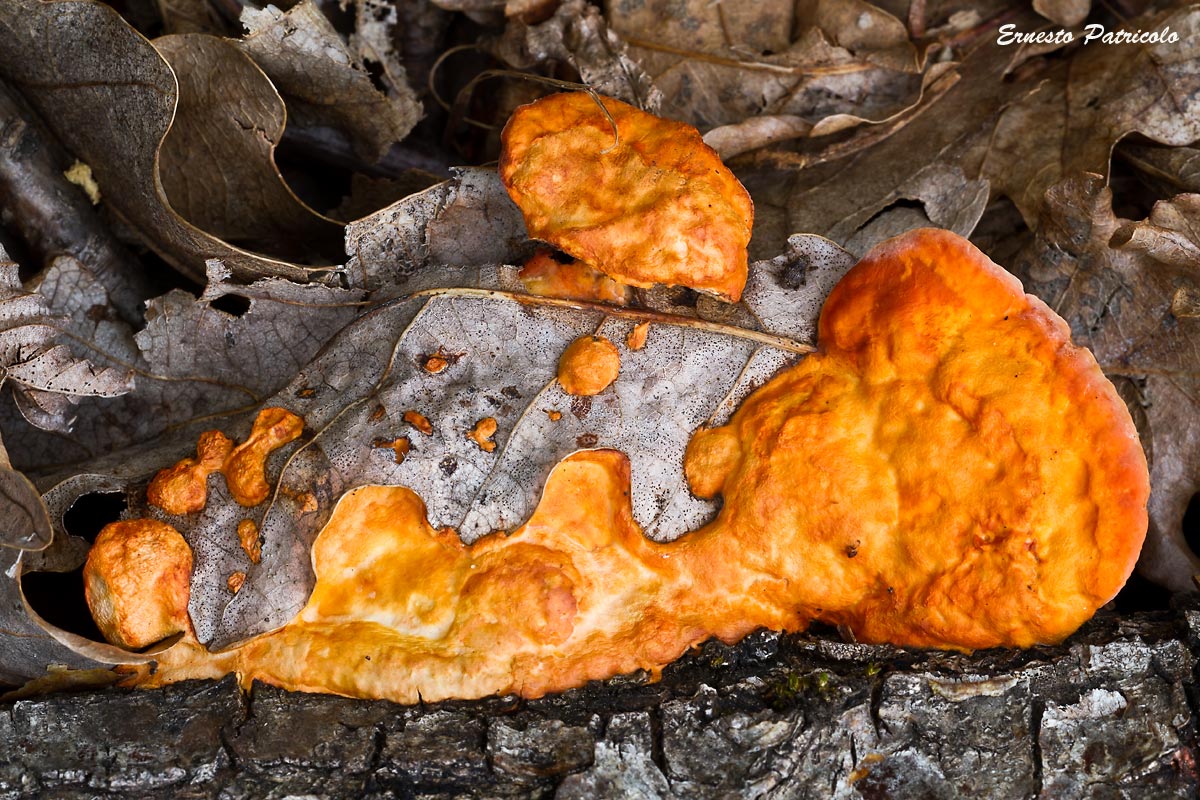 fungo da determinare